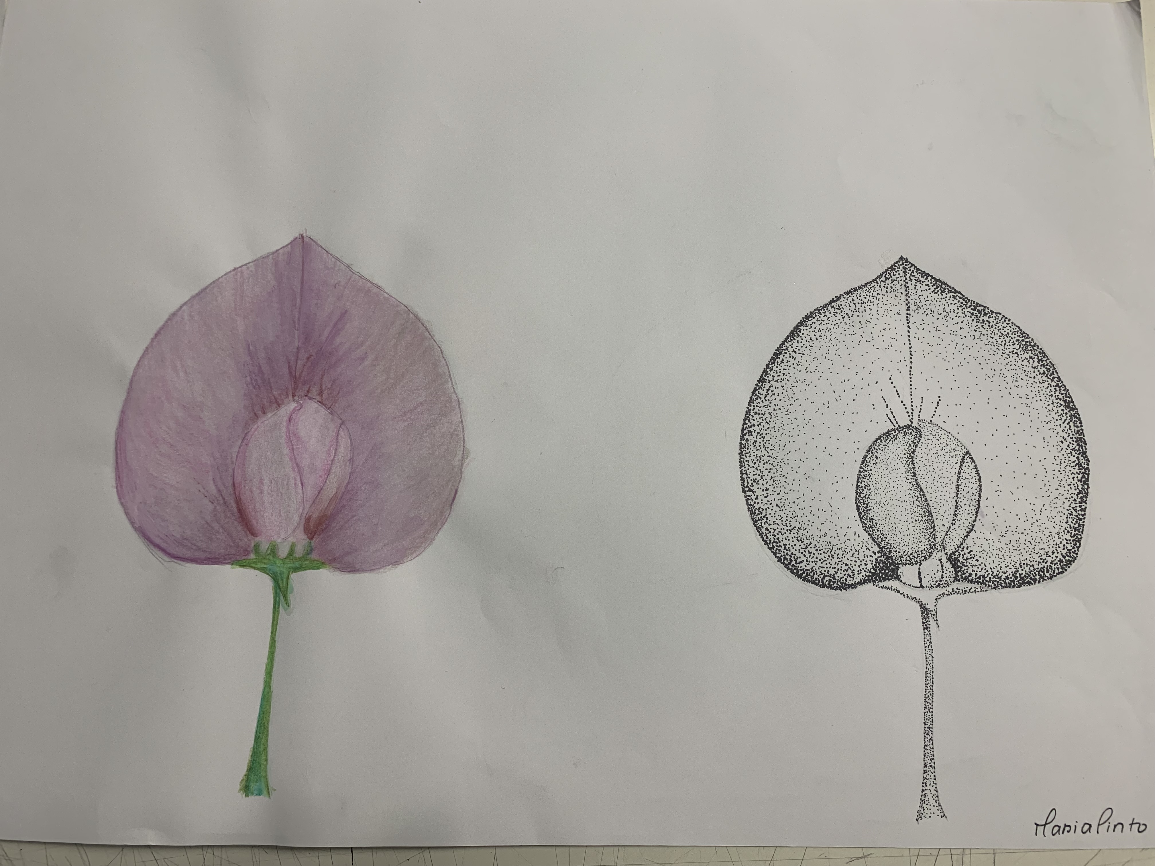 Desenho em construção.